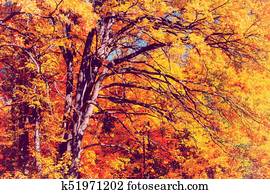 Autumn trees with yellow leaves.