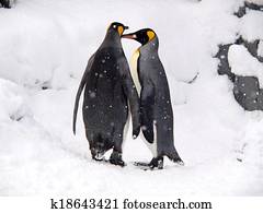 Couple of lovely King Penguins, Hokkaido, Japan