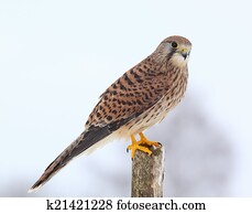 Common kestrel in winter