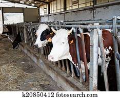 Cows in barn, waiting for hay. 