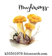 Forest mushroom watercolor. Forest mushroom watercolor.