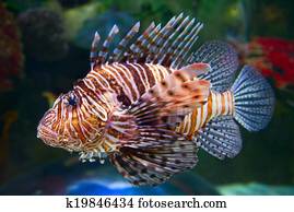Lion fish