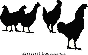 Chickens Stock Images | Our Top 1000+ Chickens Photos | Fotosearch