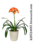 clivia miniata in full bloom clivia miniata in full bloom
