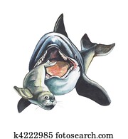 Killer whale Killer whale
