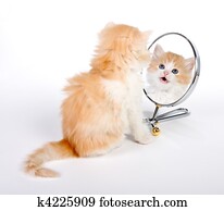 Chat A Lion Reflet Dans Miroir Banque De Photo K Fotosearch