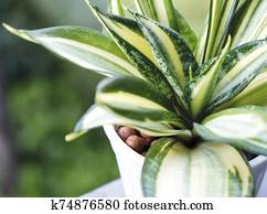 sansevieria, או, נחש, שתול, ב, סיר