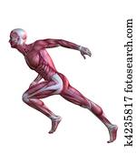 3d muscle model 3d muscle model