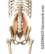 a, psoas, principal