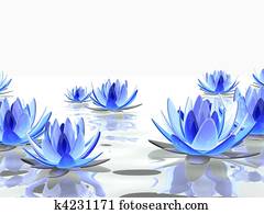 beautiful lotus beautiful lotus