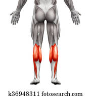 Calf Muscle Male - Gastrocnemius, Plantar Anatomy Muscle - isolated on white - 3D illustration Calf Muscle Male - Gastrocnemius, Plantar Anatomy Muscle - isolated on white - 3D illustration
