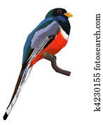 Elegant Trogon - male Elegant Trogon - male