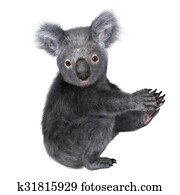 koala koala