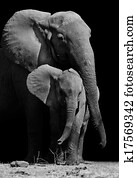 mãe, elefante, e, bebê