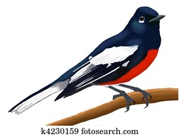 Painted Redstart adult Painted Redstart adult