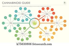 cannabinoid, כוון, אופקי, עסק, infographic