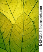 Delicate green leaves detail 