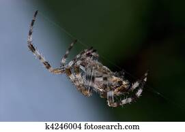 Garden Orb Spider At Work Macro