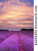 Summer lavender sunset Summer lavender sunset