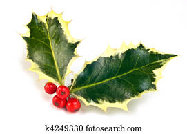 Variegated holly sprig