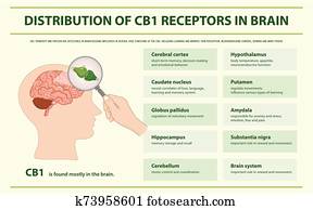 הפצה, של, cb1, רצפטורים, ב, מוח, אופקי, infographic