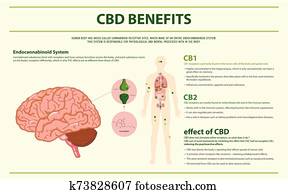 CBD Benefits Human horizontal infographic CBD Benefits Human horizontal infographic