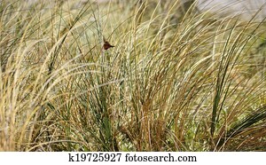 Dune grass