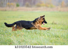 Long Haired Dutch Shepherd Dog Stock Image K3951790 Fotosearch
