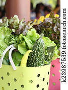 vegetable garden vegetable garden