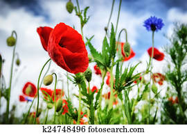 Poppies at summertime