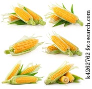 set of fresh corn vegetable with green leaves set of fresh corn vegetable with green leaves