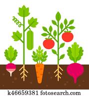 gemüsegarten, abbildung gemüsegarten, abbildung