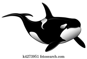 Killer whale Killer whale