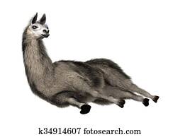 Llama or Lama on White Llama or Lama on White