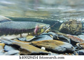 Spawning salmon Spawning salmon