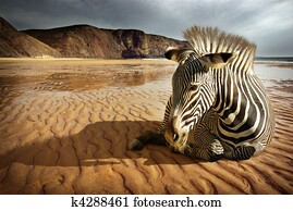 Beach Zebra Beach Zebra