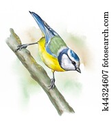 gramado, pássaros, teta azul