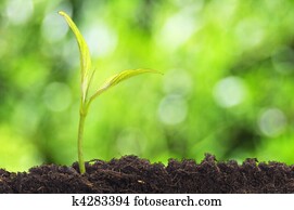 growth growth