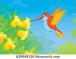 Hummingbird Hummingbird
