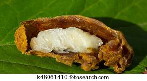 Larva of the bee queen