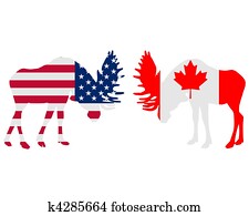 Moose fight Moose fight