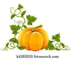 ripe orange pumpkin vegetable with ripe orange pumpkin vegetable with