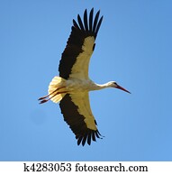 stork