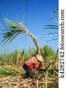 Sugarcane farmer Sugarcane farmer