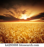 Golden Fields Golden Fields