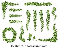 Green ivy. Hanging creepers branches with ivy leaves, lush climbing plants. Wall decoration growing from the top downwards vector set Green ivy. Hanging creepers branches with ivy leaves, lush climbing plants. Wall decoration growing from the top downwards vector set