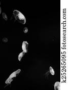 Jellyfish Jellyfish