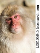 Monkey Monkey