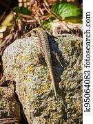 Common wall lizard sunbathing on a rock in the morning