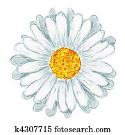 daisy daisy